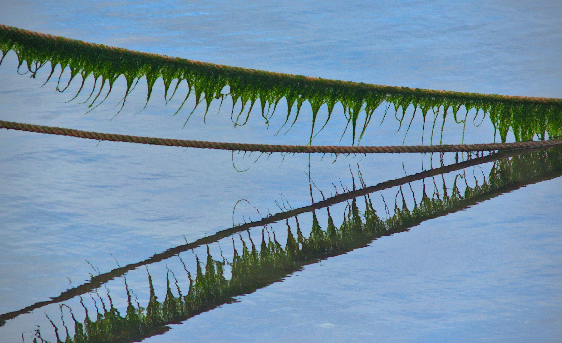 Weed-covered ropes stretch diagonally and horizontally across calm blue sea, with dark reflections of the lines visible on the surface.