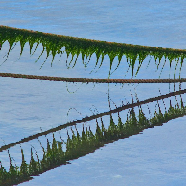 Weed-covered ropes stretch diagonally and horizontally across calm blue sea, with dark reflections of the lines visible on the surface.