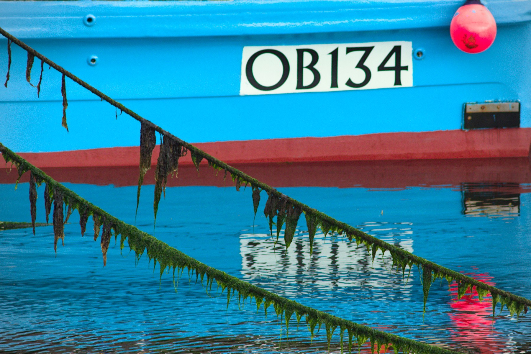 Close view of blue boat OB134 with a red stripe and pink-red buoy, crossed by two algae-covered ropes above rippling reflections.